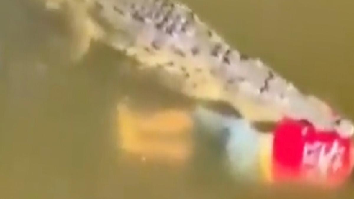 Kosta Rika&#039;da timsah nehre giren futbolcuyu yedi