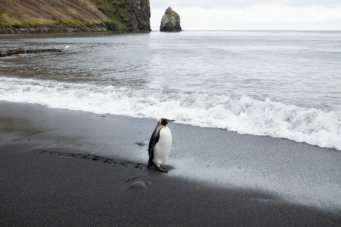 Küresel ısınma tehlikesi! Antarktika Türkiye'nin 3 katından fazla alan kaybetti