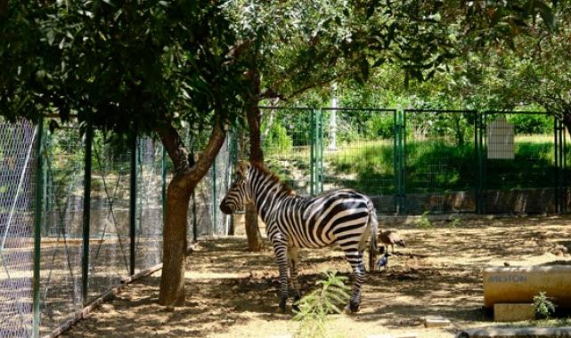 Malatya Büykşehir Belediyesi hayvanat bahçesi “1. sınıf hayvanat bahçesi” ruhsatını aldı