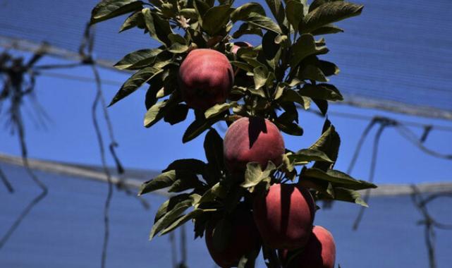 Niğde elması 15 ülkeye ihraç ediliyor