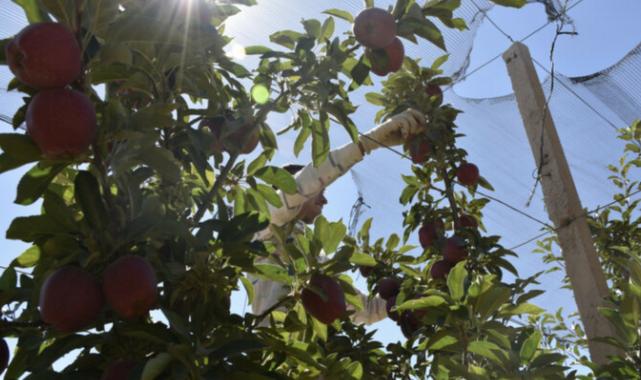 Niğde elması 15 ülkeye ihraç ediliyor