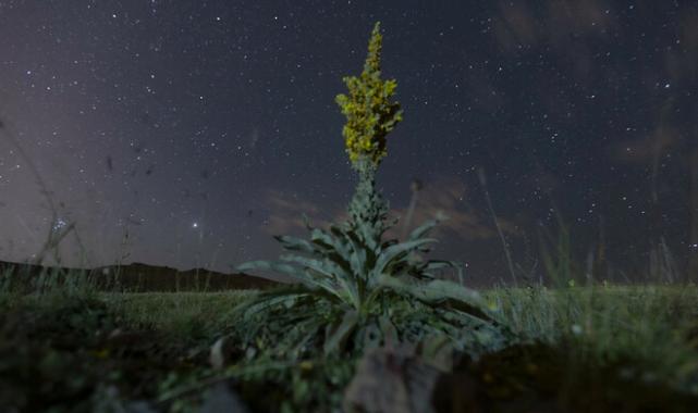 Perseid meteor yağmurunu izlemek isteyenler Türkiye'nin dört bir yanında bir araya geldi