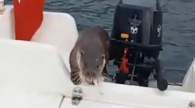 Şaşırtıcı an: Yalova'daki balıkçı teknesine tırmanan su samuru görenleri hayrete düşürdü!