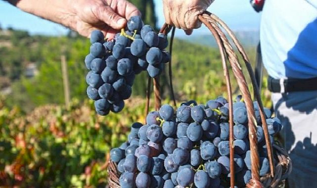 "Bu yılki üzümü Karabağlar Belediyesi'ne borçluyuz"