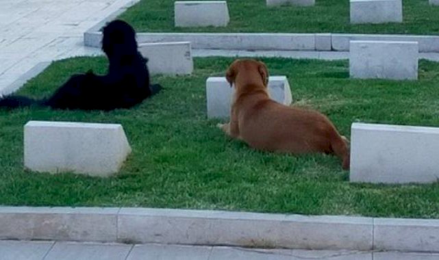 Çanakkale Şehitliği başıboş köpeklerin mesken yuvası oldu
