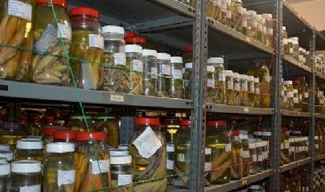 EÜ Su Ürünleri Fakültesi Bilimsel Materyal Koleksiyonu 4 binden fazla türü bünyesinde barındırıyor