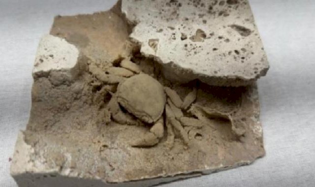 Gümrük'ten 'kaçak fosil' operasyonu