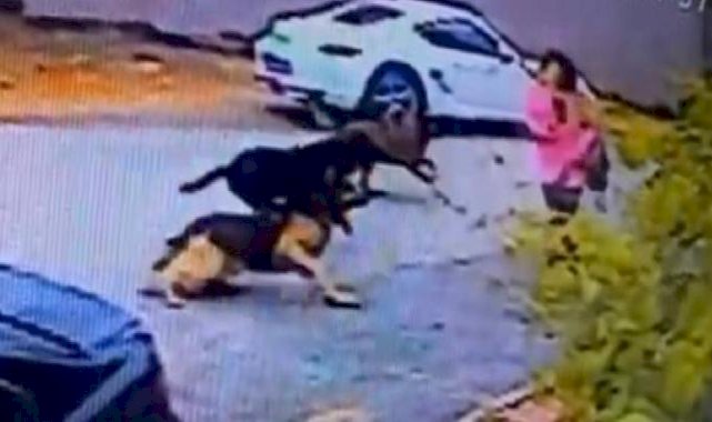 İstanbul'da başıboş sokak köpeği saldırısı: Kadınlar canlarını zor kurtardı