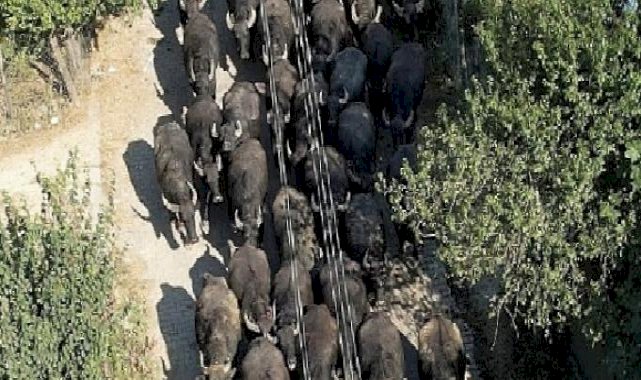 Kocaeli Büyükşehir'den üreticilere damızlık manda boğası desteği