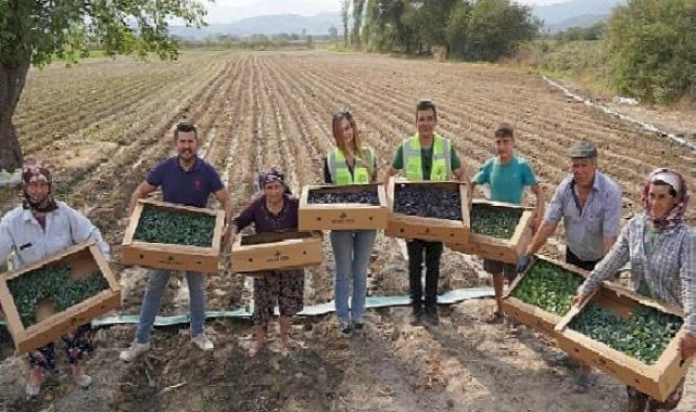 Milas Belediyesi üretiyor, üretimi destekliyor