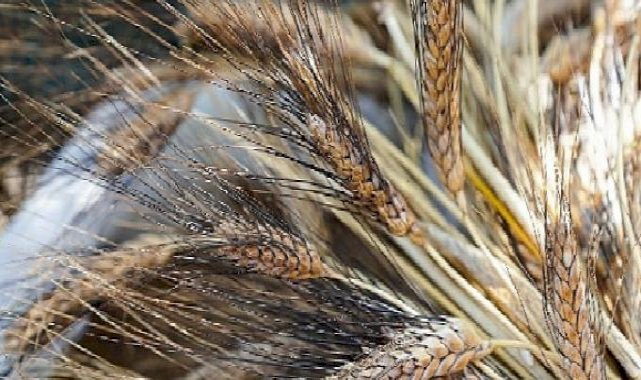 Seferihisar'da "Ata Ekmeği ve Armola" şenliği coşkusu