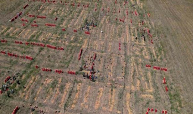 Tarlada 4,5, markette 20 lira! Ankara'da soğan hasadının sonuna gelindi