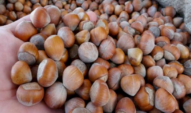 TMO Ordu’da fındık alımına başladı