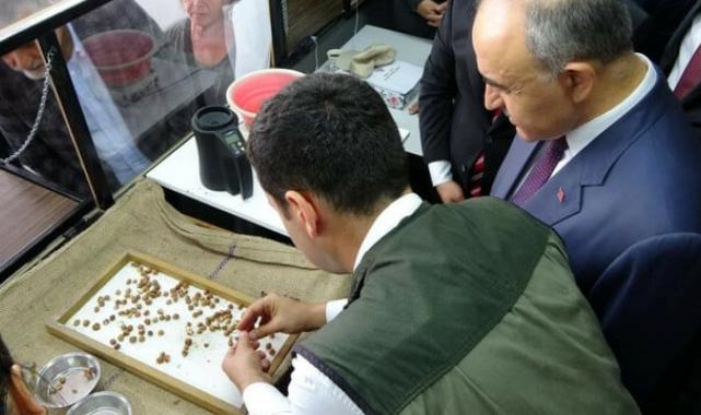 TMO Ordu’da fındık alımına başladı