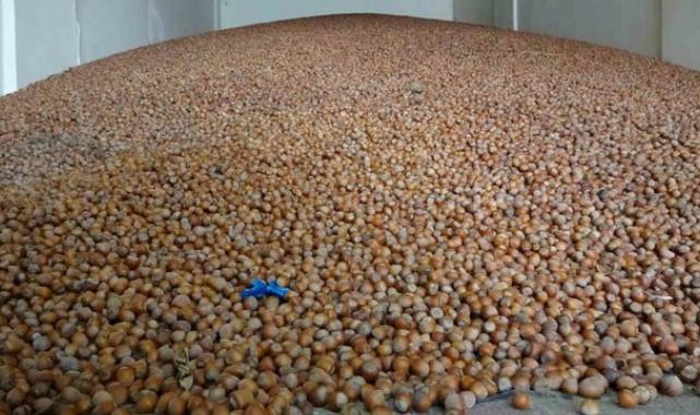 Türkiye'nin 10 yıllık fındık ihracatı 20,2 milyar dolarlık döviz getirdi