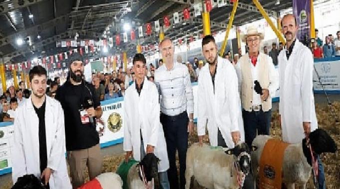 Türkiye'nin En Kapsamlı Küçükbaş Hayvancılık Festivali İçin Geri Sayım Başladı