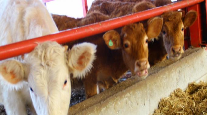 Verimleri düştü! Aşırı sıcaklar büyükbaş hayvanlarda strese neden oluyor