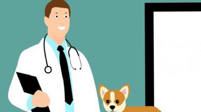 Veteriner Hekimler Şiddet Olaylarına İsyan Etti