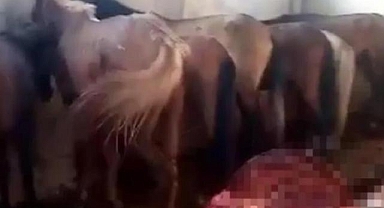 Adana'da kaçak hayvan kesimi ortaya çıktı! 1 kişi tutuklandı