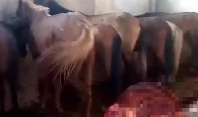 Adana'da kaçak hayvan kesimi ortaya çıktı! 1 kişi tutuklandı