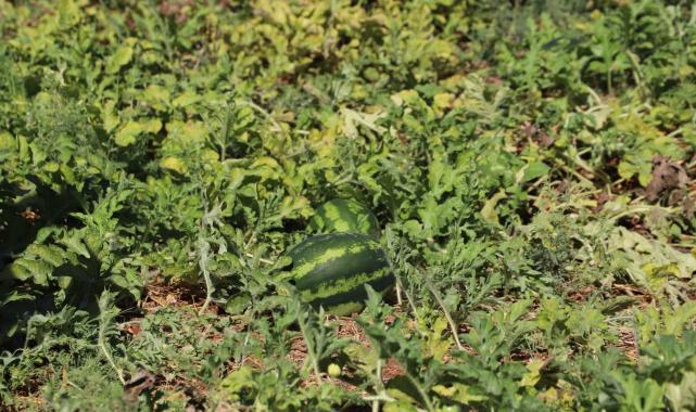 AMATEM’de hobi bahçesi ile tarla terapisi uygulanıyor
