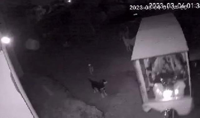 Antalya'da köpek saldırısına uğrayan baba ve oğlu şikayetçi oldu