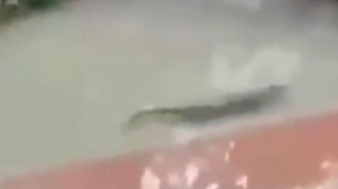 Çin&#039;deki selde korkutucu ayrıntı! 75 timsah çiftlikten kaçtı...