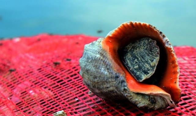 Deniz salyangozu ihracatı 11,6 milyon doları aştı