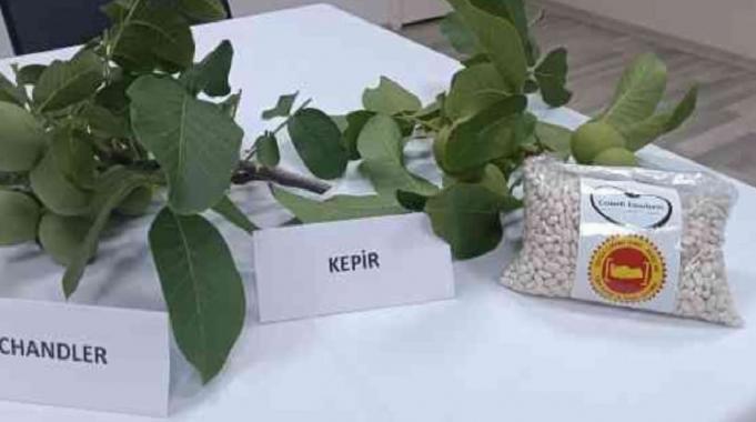 Denizli'de fasulye ve cevizin fiyatları kesinleşti