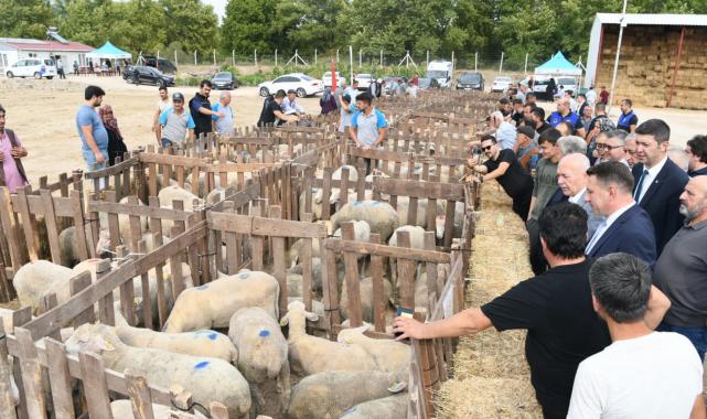 Dursunbeyli üreticiye damızlık küçükbaş hayvan desteği