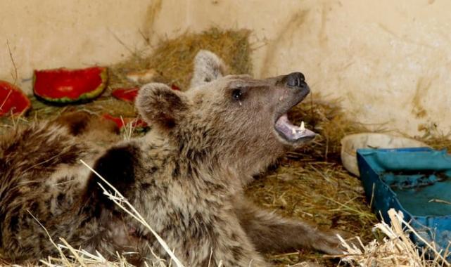 Hakkari'de avcıların vurduğu ayı felçli kaldı