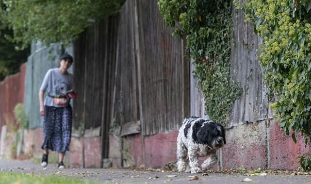 İngiltere'nin köpek sorununa çözümü: Sahiplenilmeyenler uyutuluyor