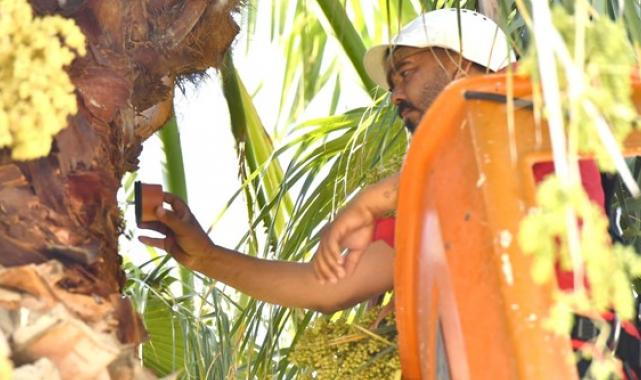 İzmir’in palmiyeleri için alarm sistemi