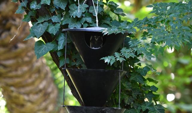 İzmir’in palmiyeleri için alarm sistemi