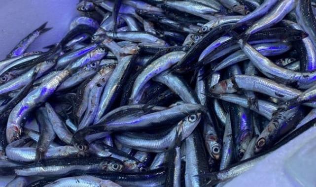 Karadeniz’de aşırı avcılık hamsiyi tehlikeye attı