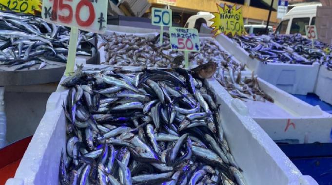 Karadeniz’de aşırı avcılık hamsiyi tehlikeye attı