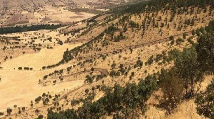 Mardin’de 500 bin fidan toprakla buluşacak