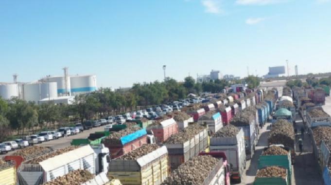 Pancar alım kampanyası başladı