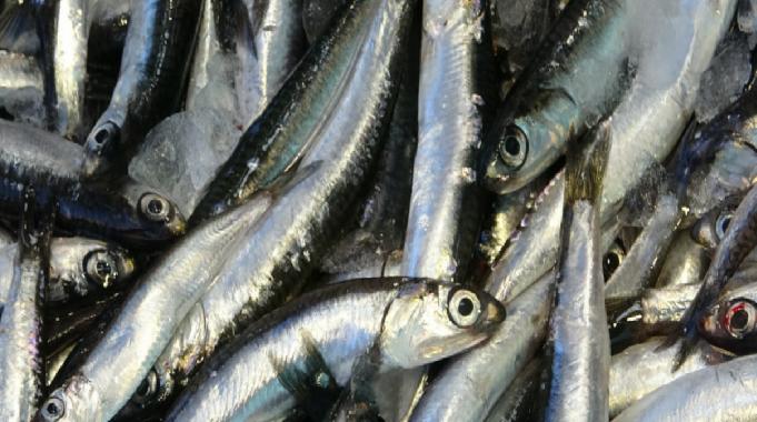 Sezon açıldı! Bolu’da hamsinin fiyatı 40 lira düştü