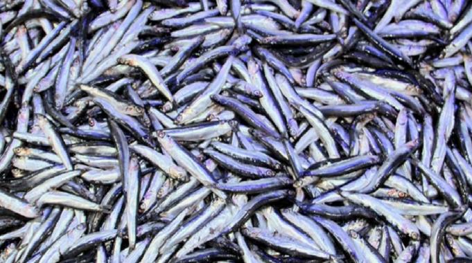 Sinop&#039;ta hamsinin kilogramı 50 liraya geriledi