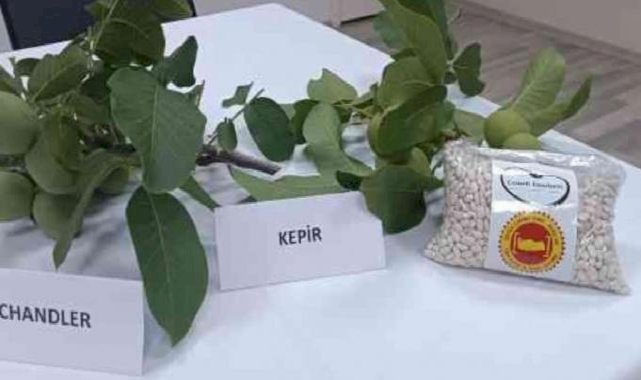 Denizli'de fasulye ve cevizin fiyatları kesinleşti