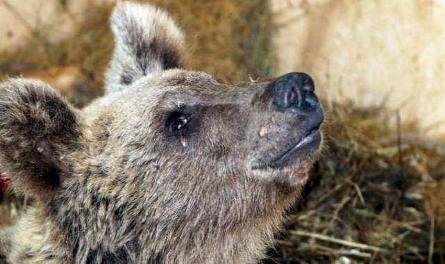 Hakkari'de avcıların vurduğu ayı felçli kaldı