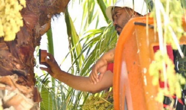 İzmir’in palmiyeleri için alarm sistemi