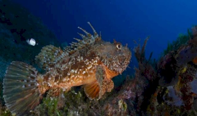 Su altı görüntüleme sporcuları Küba'da Türkiye'yi temsil edecek