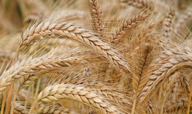 Ukrayna'dan tarım ürünleri ithalatını yasaklayan ülkelere dava