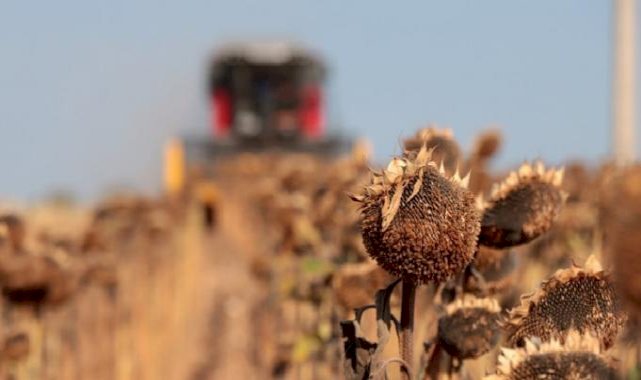 Verim azaldı! Kırklareli'nde ayçiçekleri kuraklıktan etkilendi