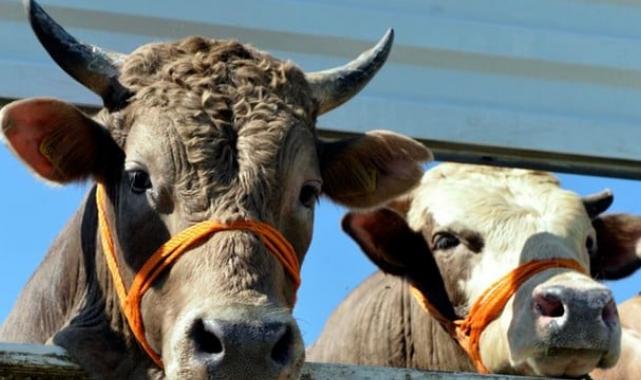 Tarım Bakanlığı planlı üretim için ilk adımı attı! Tarım sayımı yapılacak