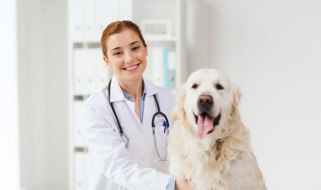 Tüm dünyada her yıl 59 bin kişinin hayatını kaybettiği kuduz önlenebiliyor