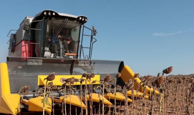 Verim azaldı! Kırklareli'nde ayçiçekleri kuraklıktan etkilendi