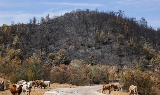 Yunanistan'daki orman yangınında 14. gün: Havadan müdahalede zorlanılıyor